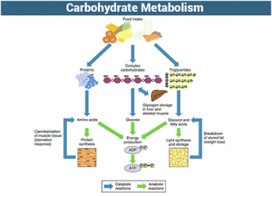Fasted or non fasted training - carbohydrate metabolism
